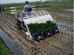 不耕起田植えの状況