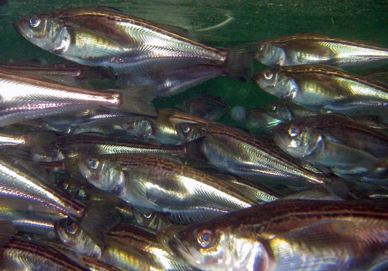 県の魚、ハタハタの画像です