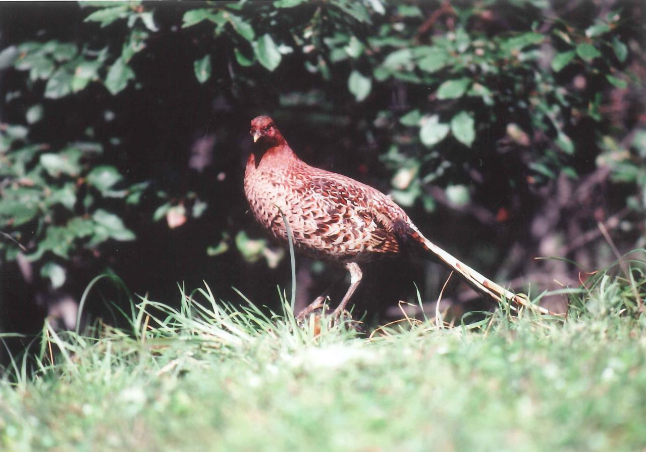 県の鳥、ヤマドリの画像です