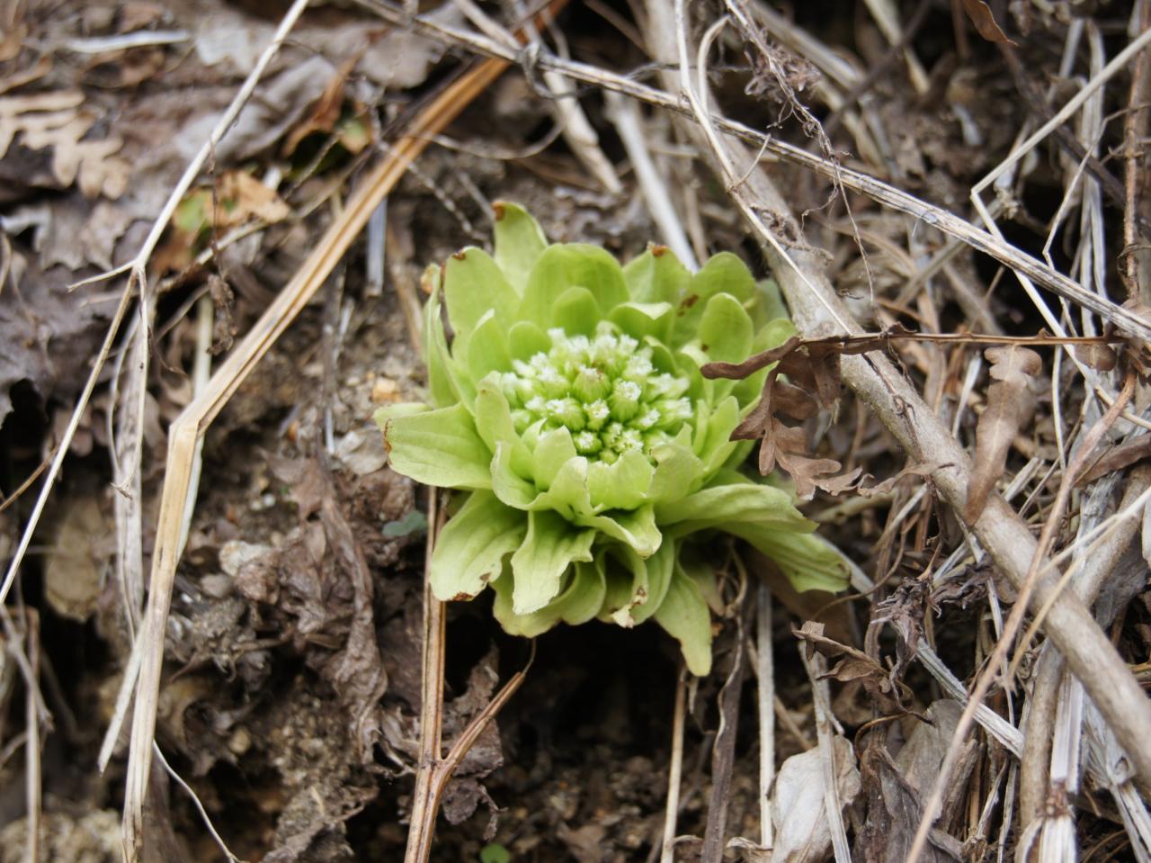 県の花、ふきのとうの画像です