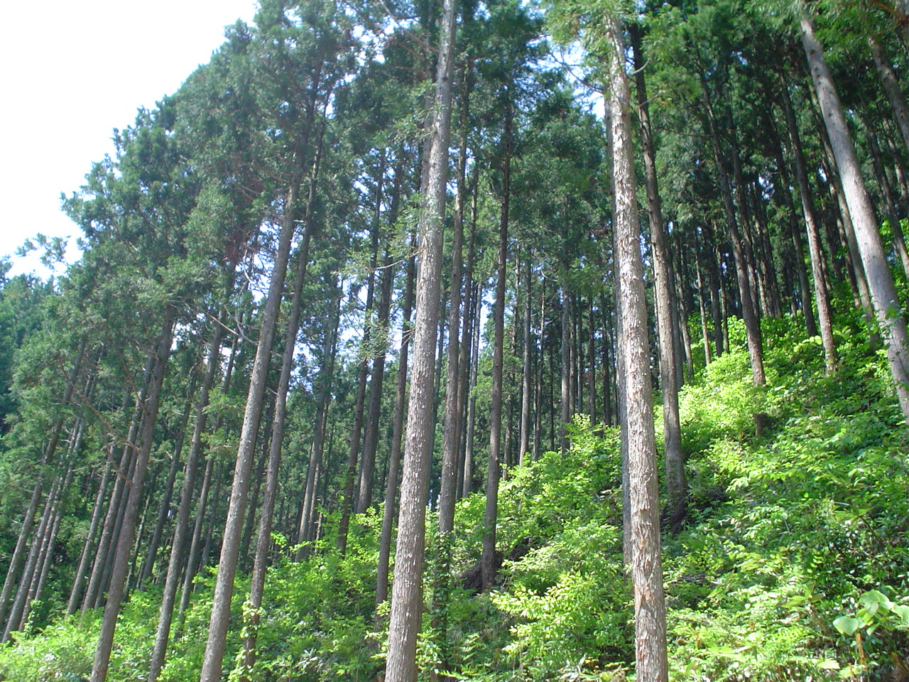 県の木、秋田杉の画像です