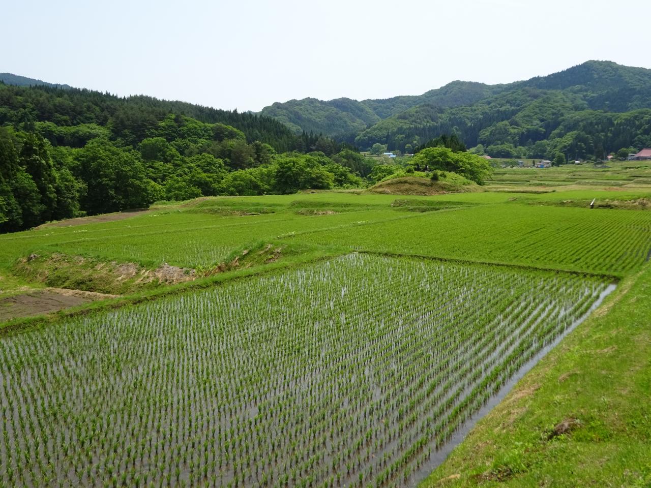 水沢水田