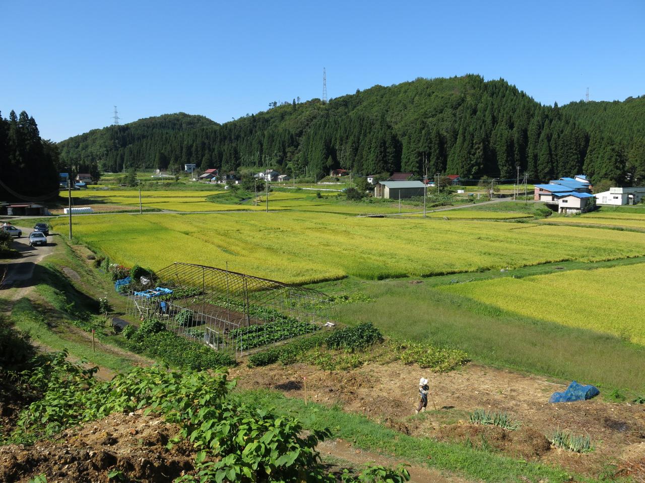 釜坂水田