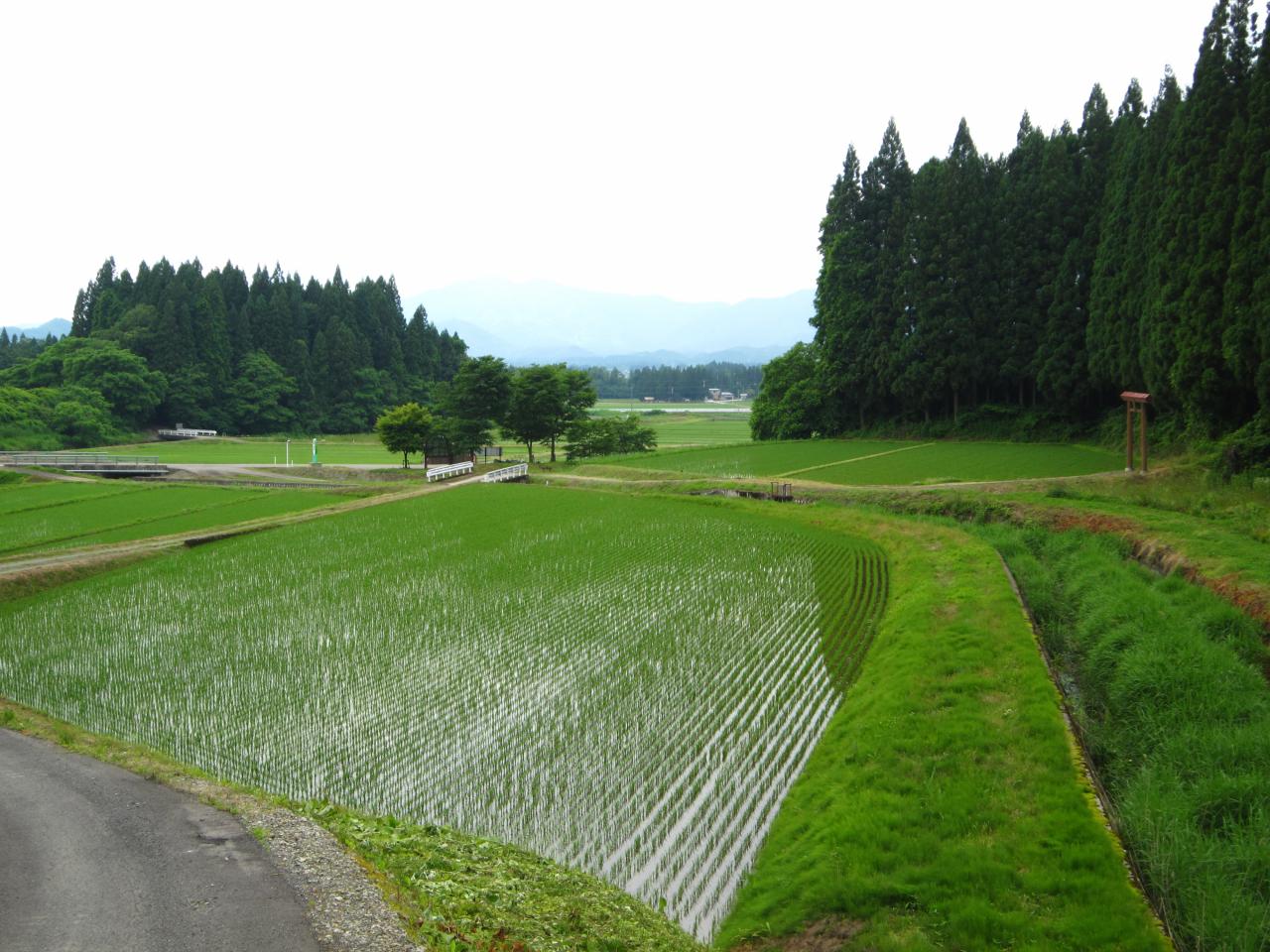 白岩水田