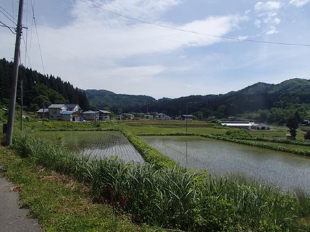 中飯沢水田