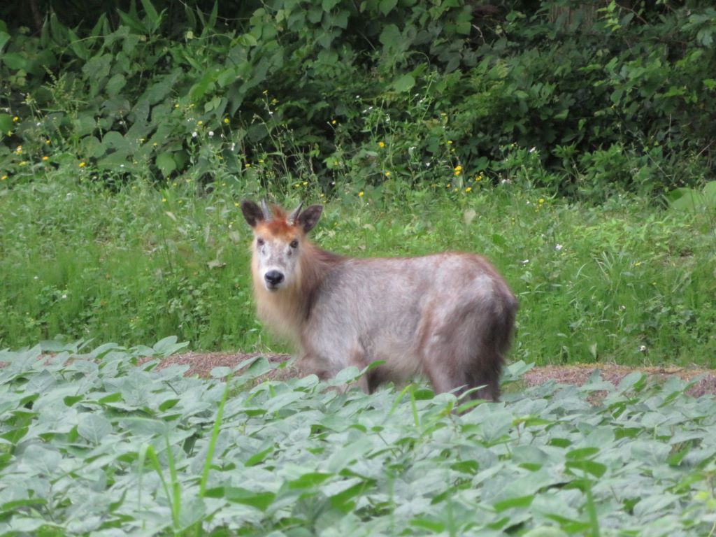 カモシカ
