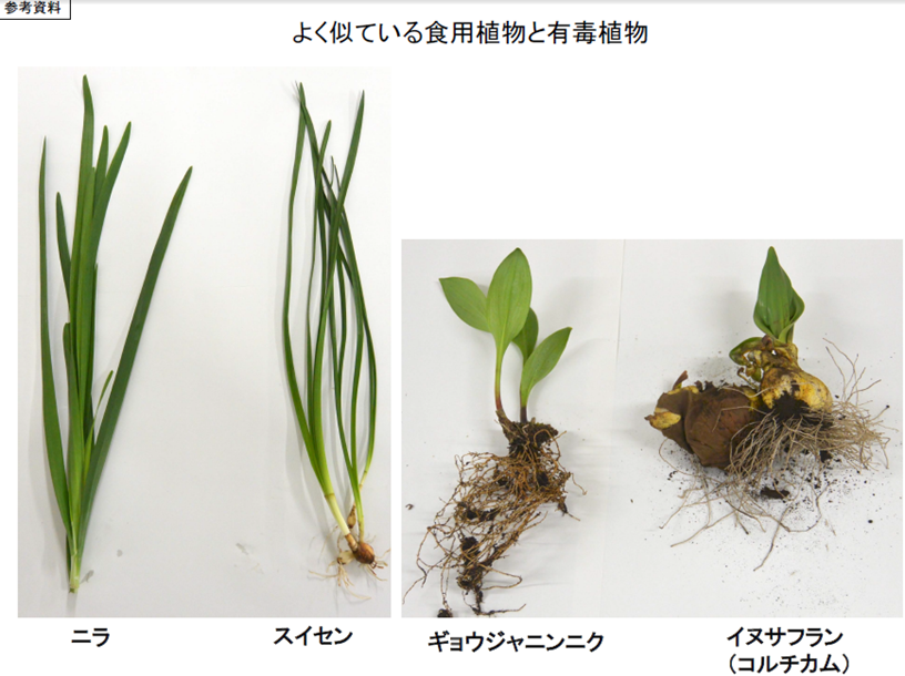 よく似ている食用植物と有毒植物の写真