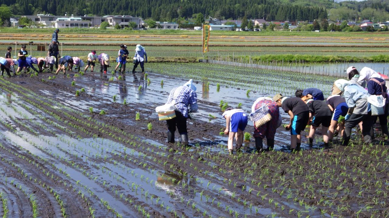 手植え体験の様子の写真