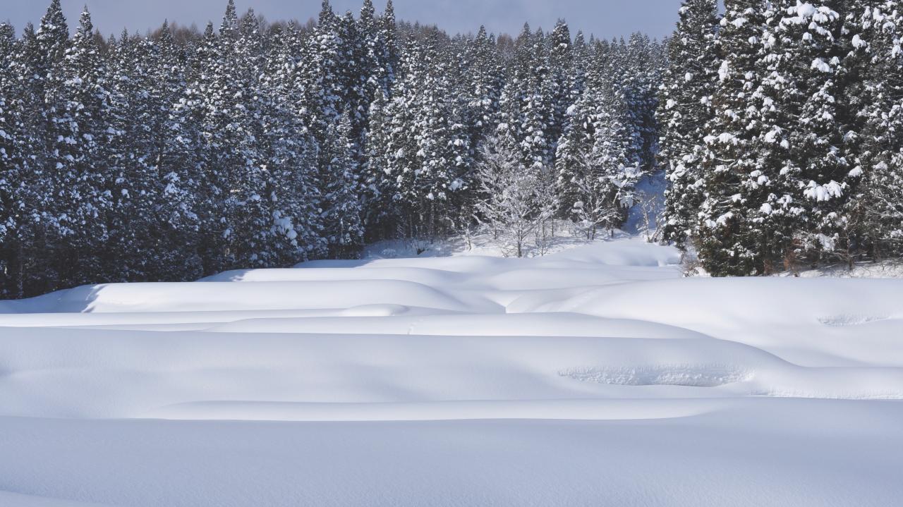 雪原