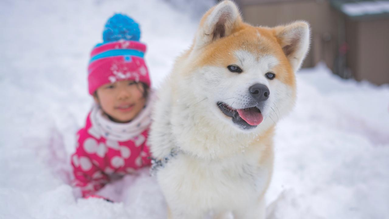 秋田犬と子供と雪