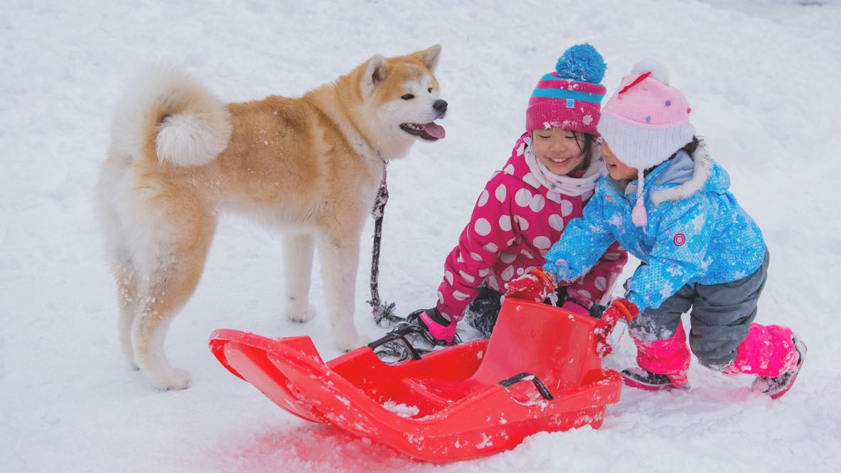 秋田犬とこどもと雪２