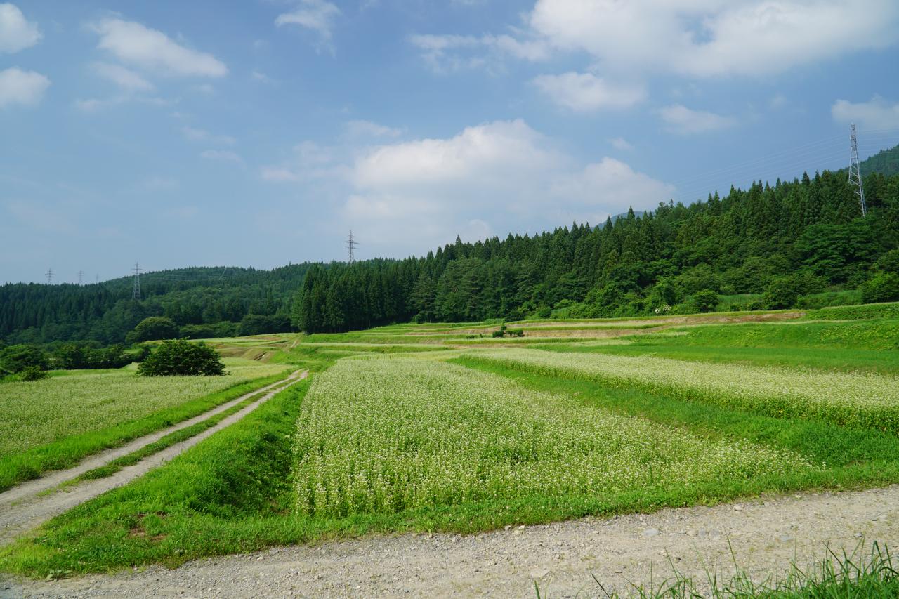 大里水田