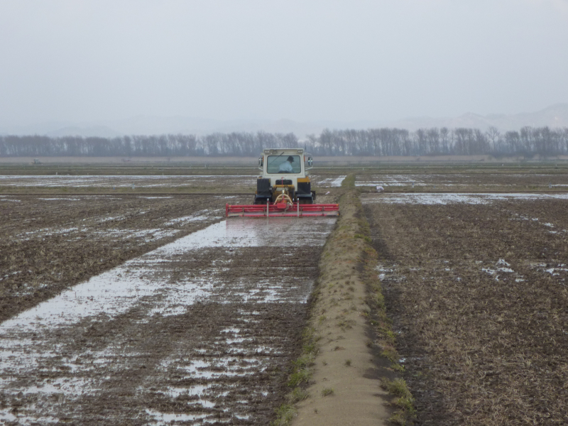 浅水代かきの様子