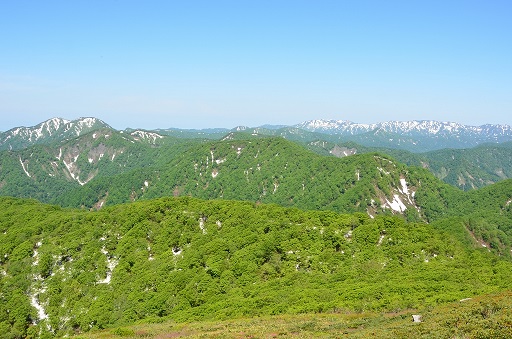 写真：白神山地