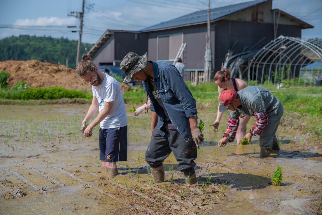 田植え