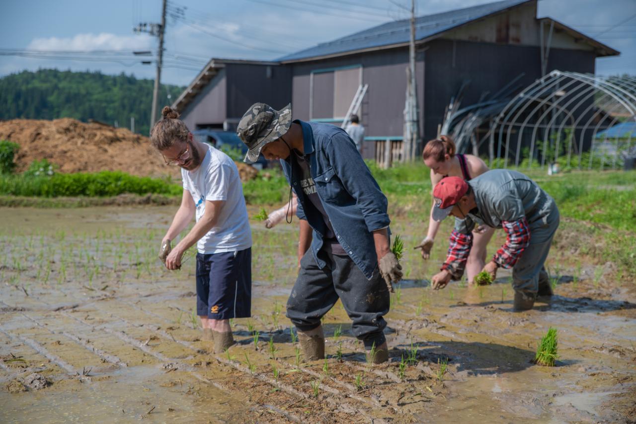 田植え