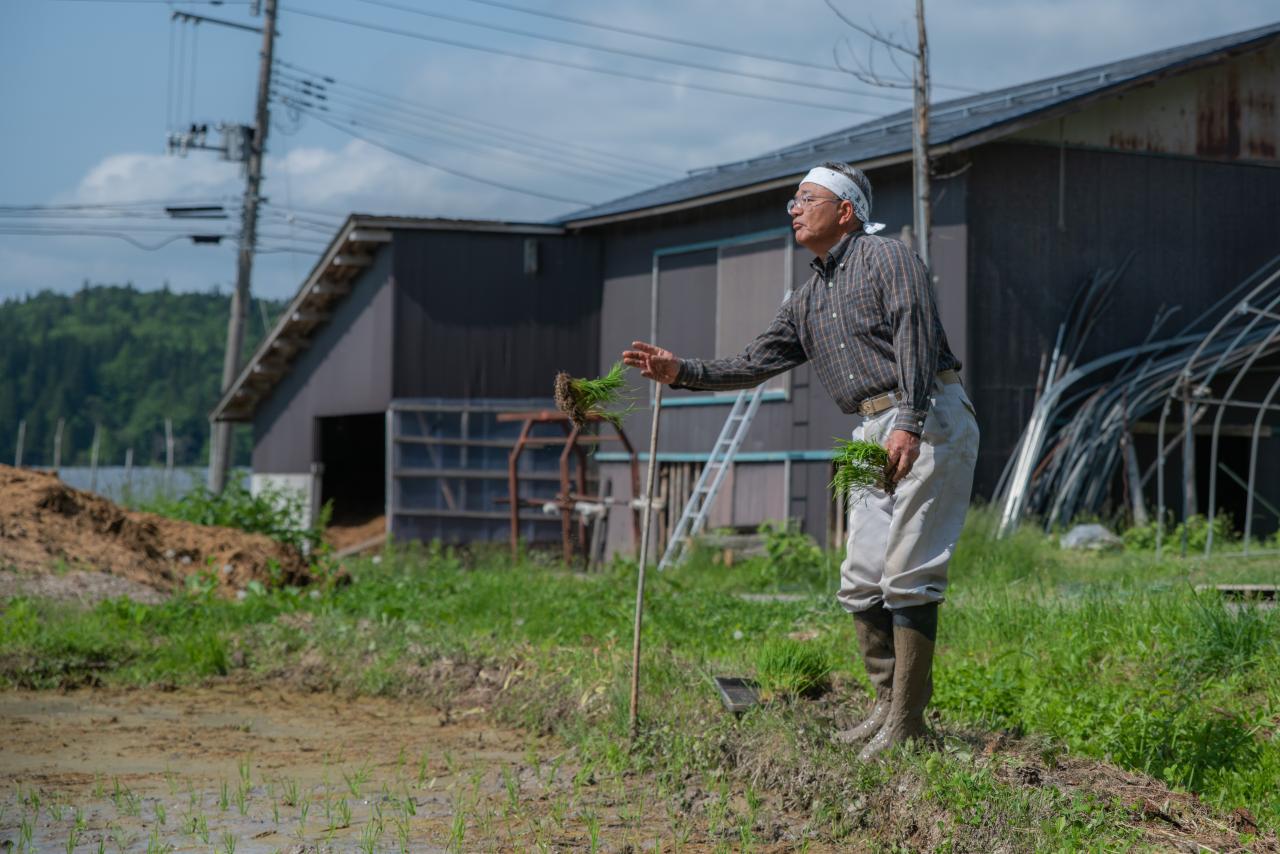 田植え