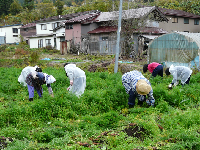 三又地域　山内にんじん収穫