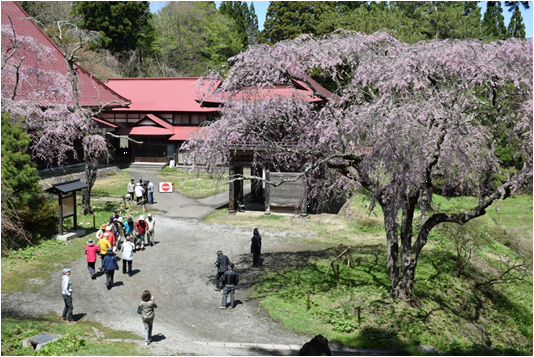 檜山さくらまつり