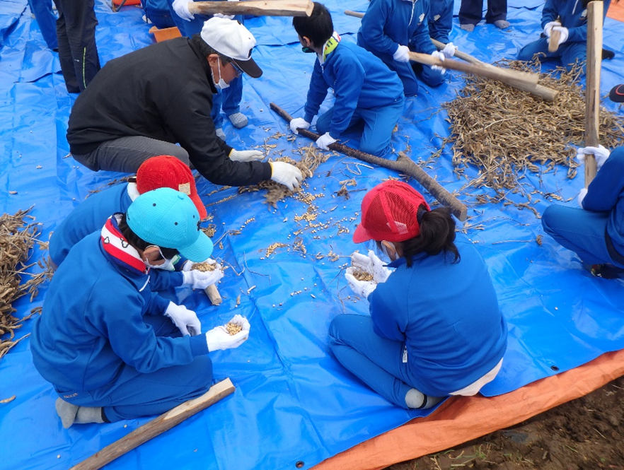 大豆の収穫体験