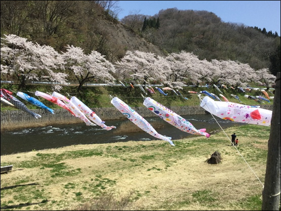 東由利宿地域　こいのぼり