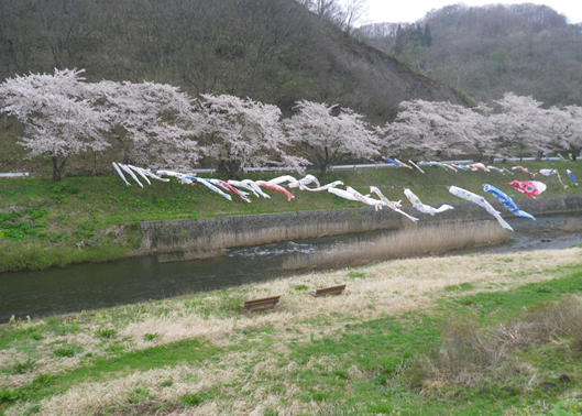 伝統行事　石沢川の鯉のぼり