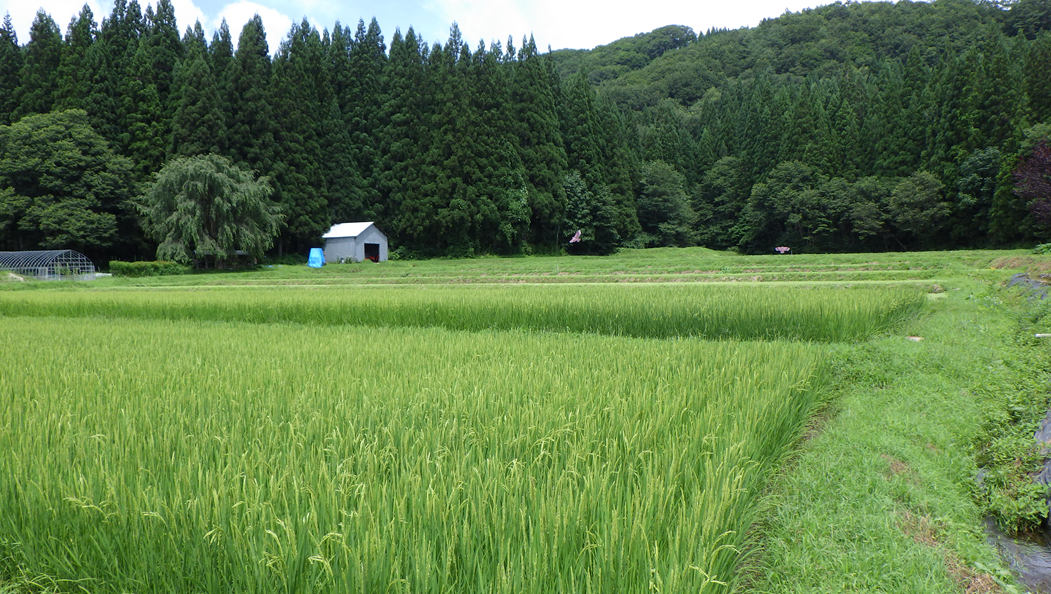 上田沢地域　前景写真