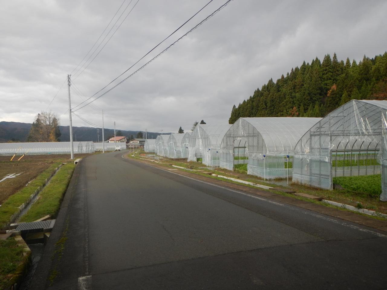 せりのハウス団地