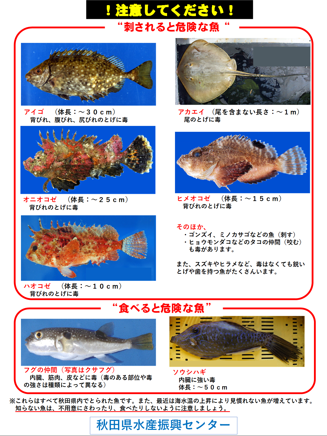 注意してください 海の危険な生き物 美の国あきたネット