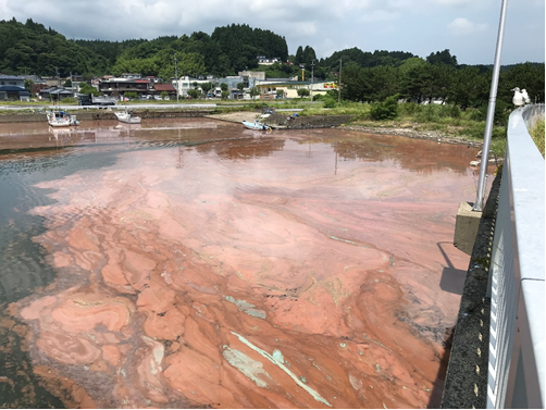 船川港湾内赤潮写真