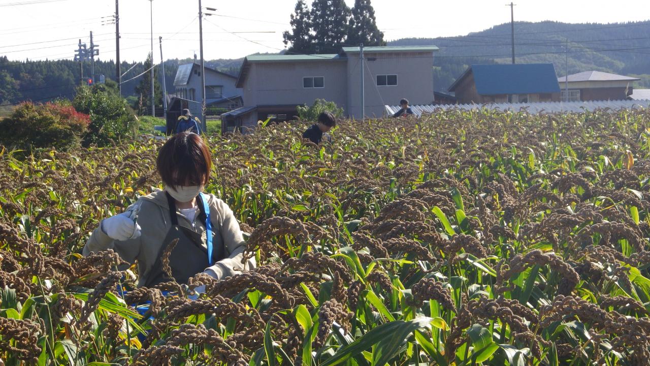 収穫作業を行う県立大生