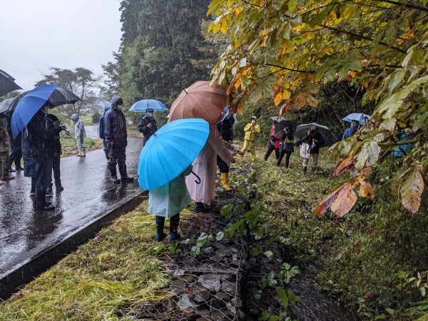 鳥越の滝下流の水路にカワニナを放流する参加者たち