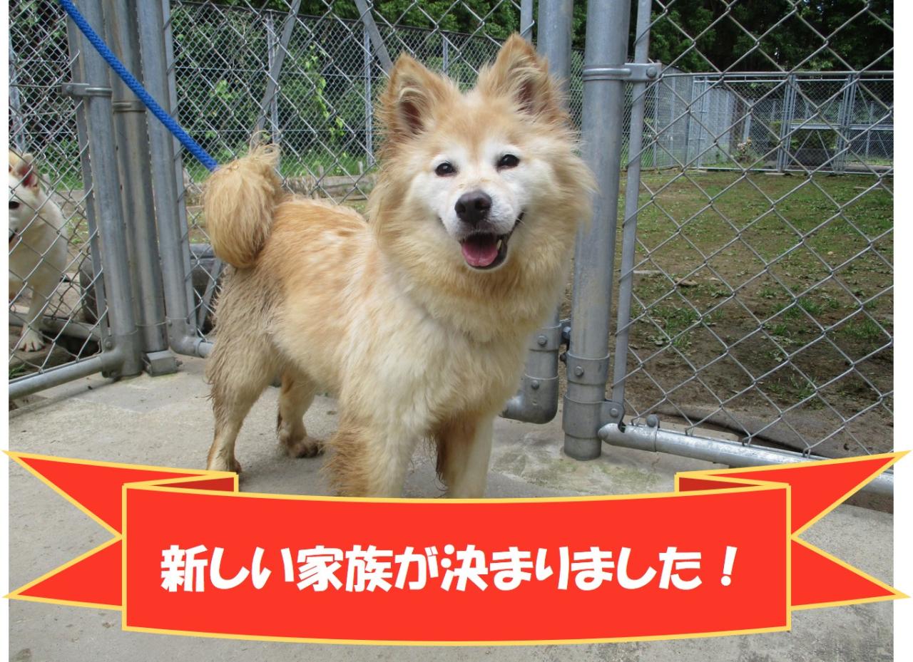 犬の写真