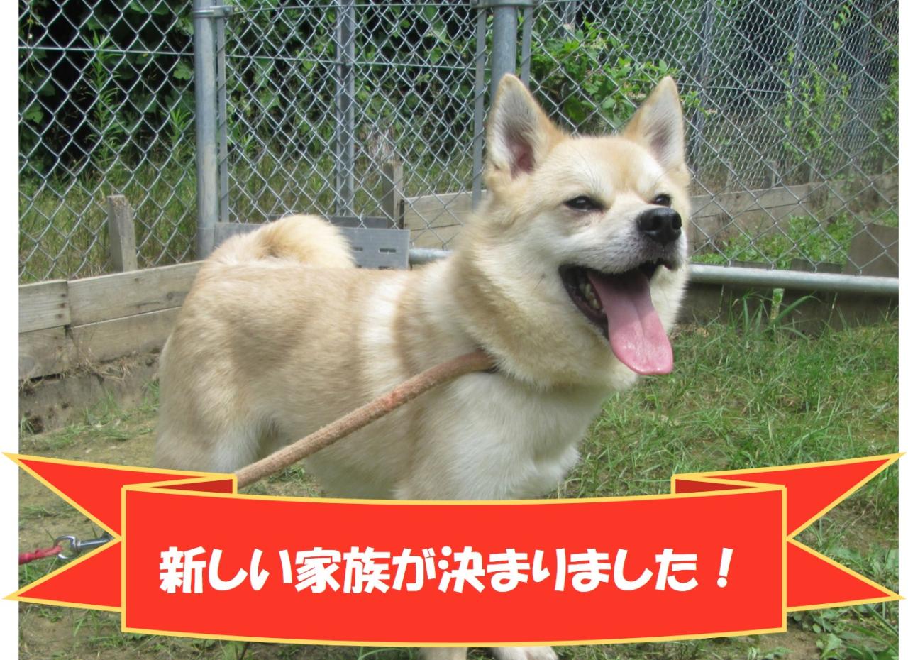 犬の写真