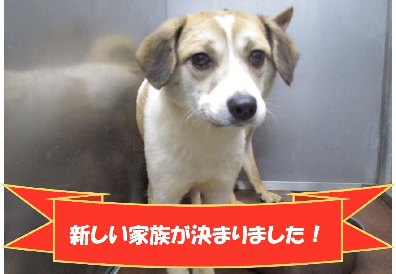 犬の写真