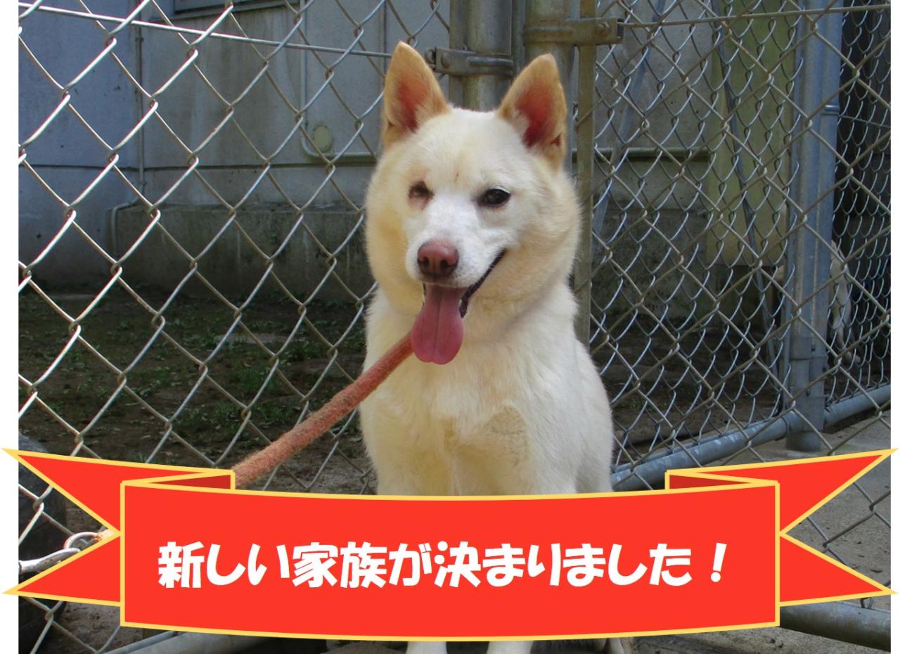 犬の写真