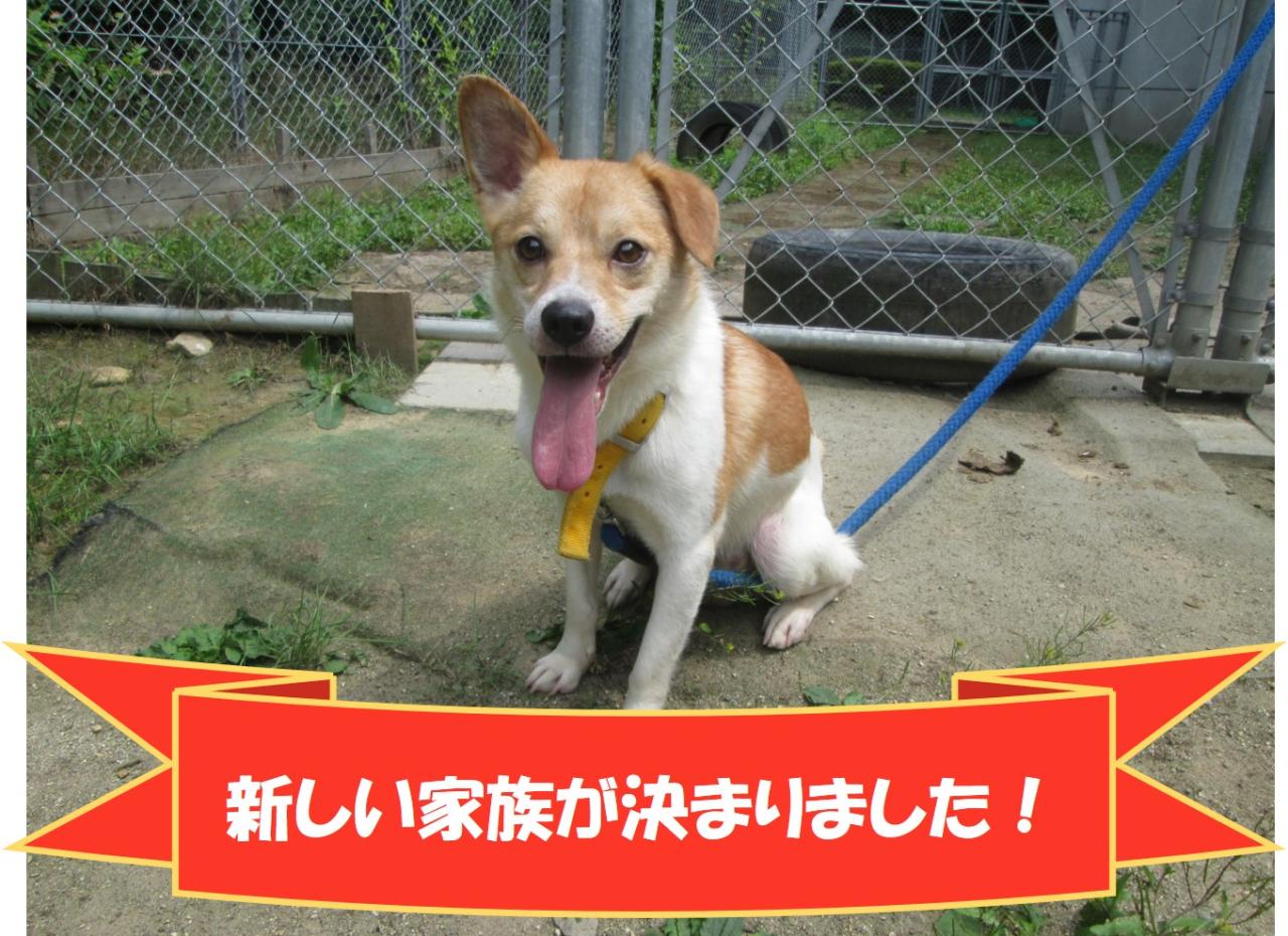 犬の写真