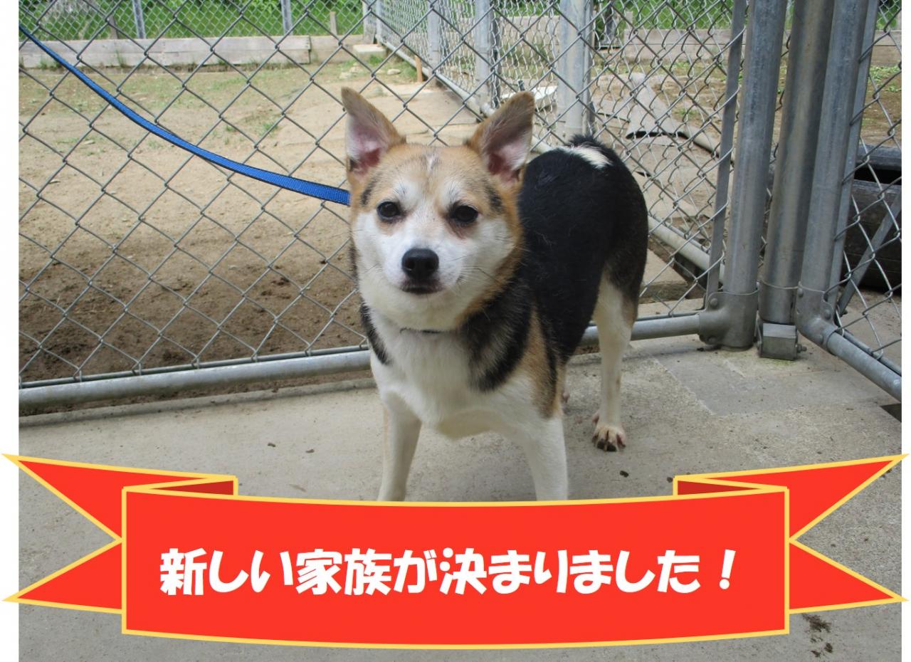 犬の写真