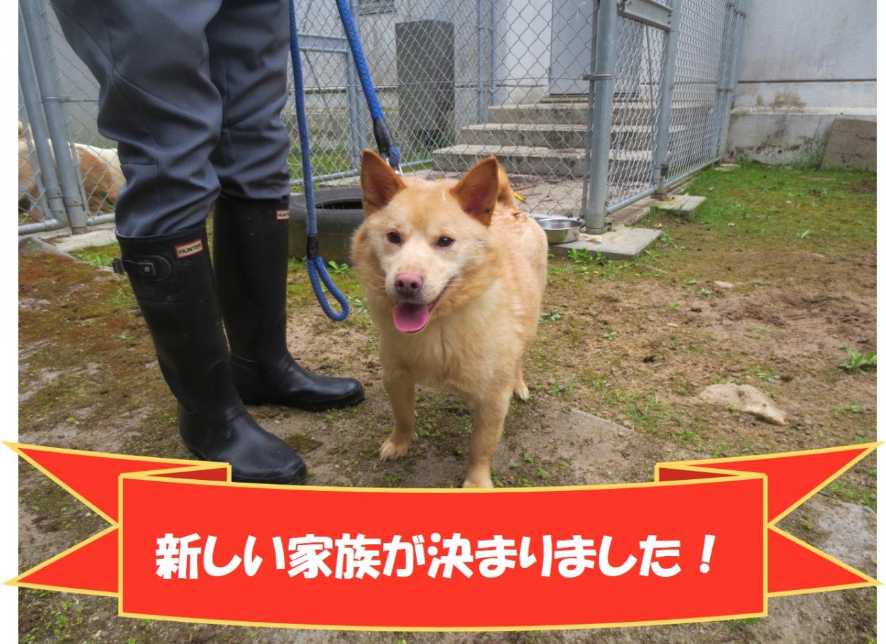 犬の写真