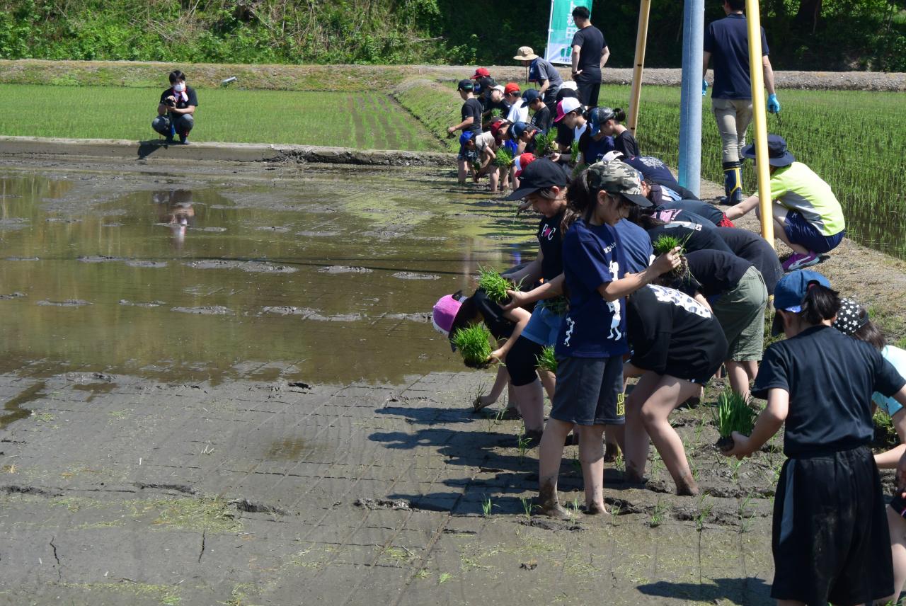 田植え写真