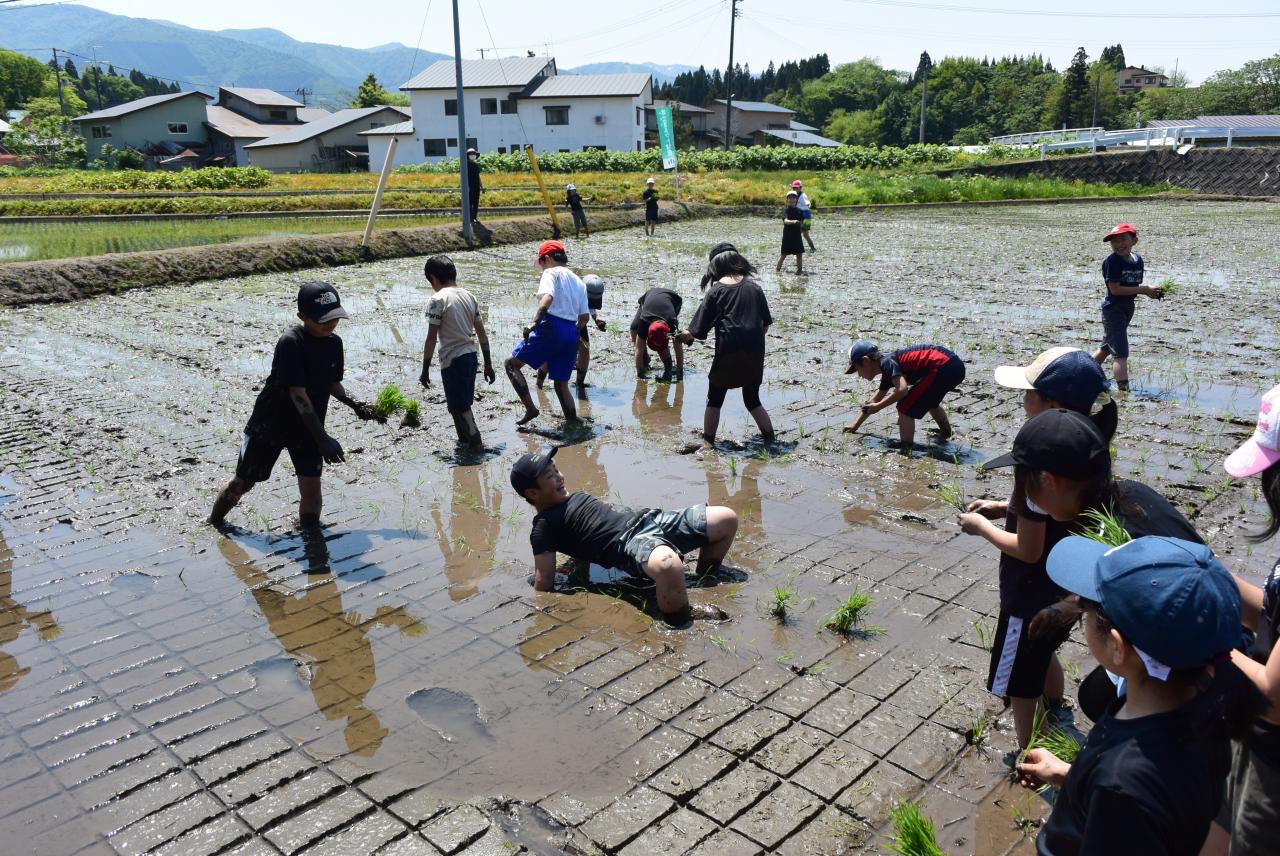 田植え写真