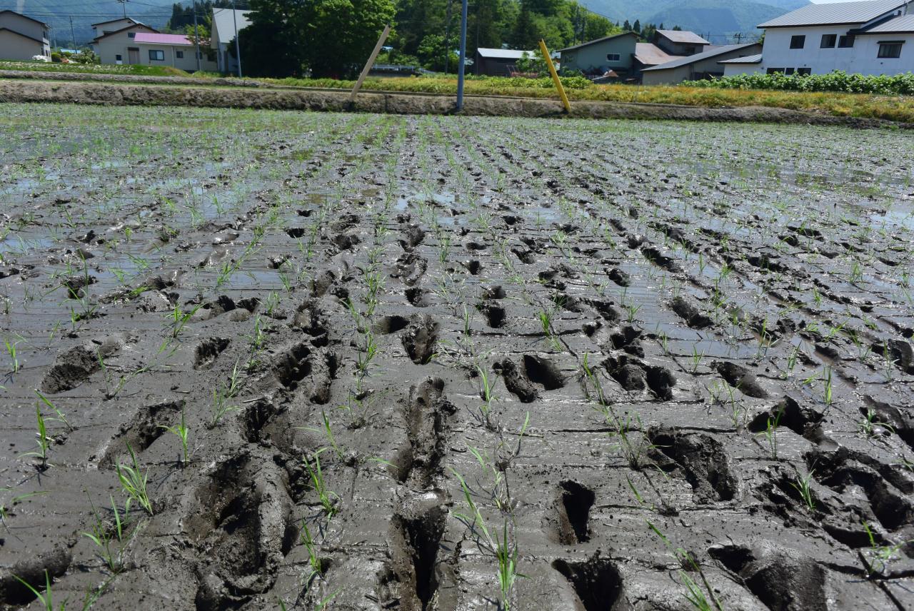 田植え後写真