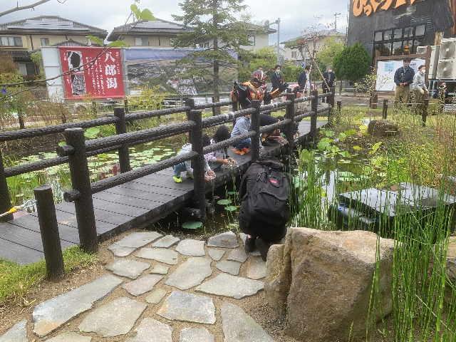 ミニ八郎湖にメダカを放流