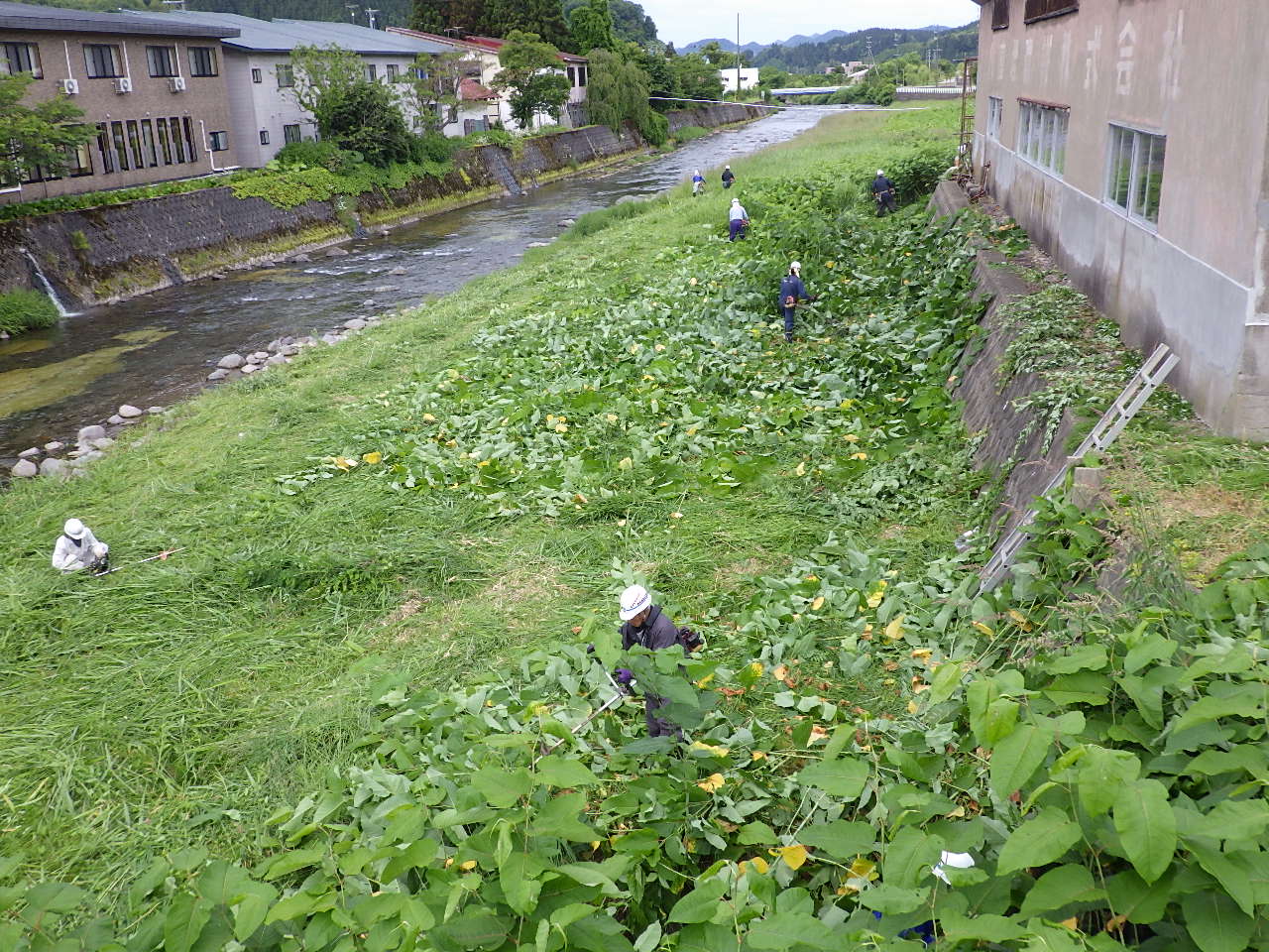 大湯川での草刈りの様子