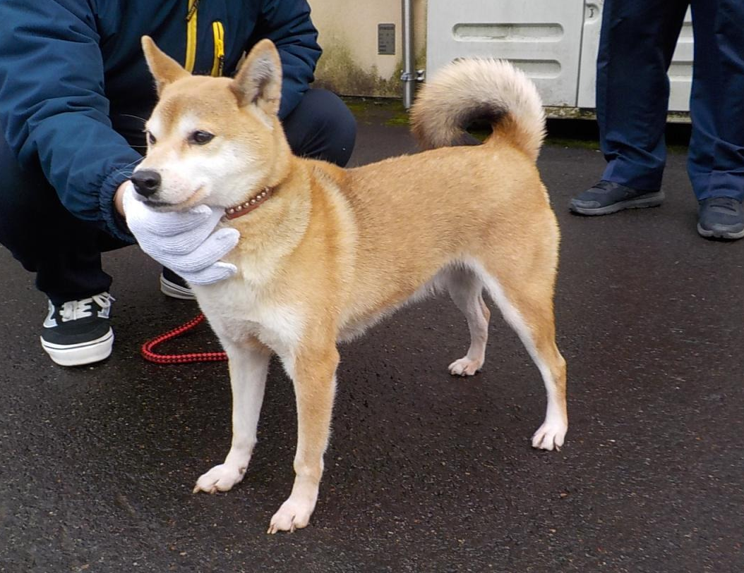 茶色の毛で赤首輪をした柴犬