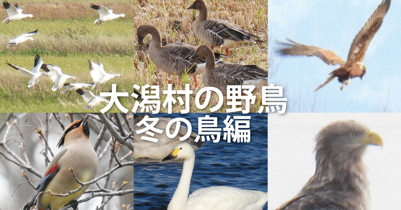 秋田県大潟村の野鳥　冬の鳥編