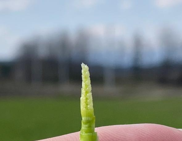 小麦の幼穂(穂の元)が伸びてきています。