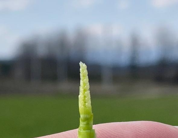 小麦の幼穂（穂の元）が伸びてきています。