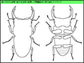 「身の回りの生物」