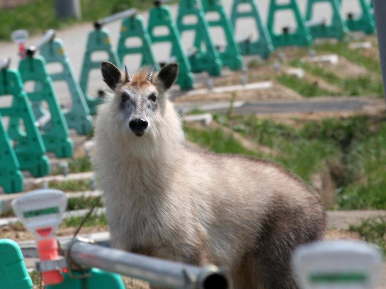 特別天然記念物カモシカについて | 美の国あきたネット